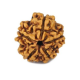 Natural 5 Mukhi Rudraksha