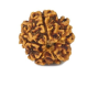 Natural 5 Mukhi Rudraksha