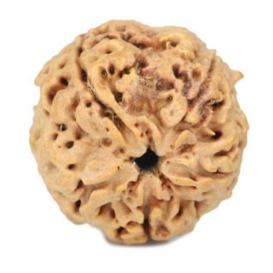 Natural 5 Mukhi Rudraksha