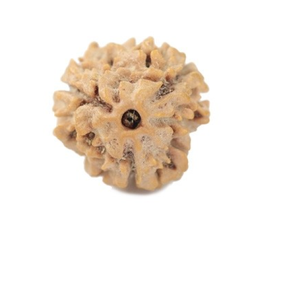 Natural Nepali 3 Mukhi Rudraksha