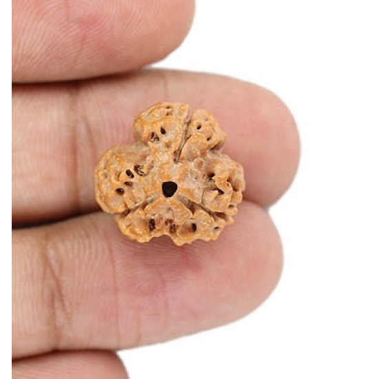 Natural Nepali 3 Mukhi Rudraksha