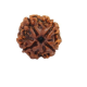 Natural Nepali 4 Mukhi Rudraksha