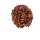 Natural Nepali 4 Mukhi Rudraksha