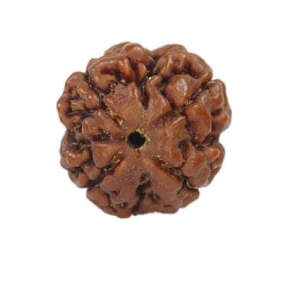 Natural Nepali 4 Mukhi Rudraksha