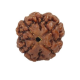 Natural Nepali 4 Mukhi Rudraksha