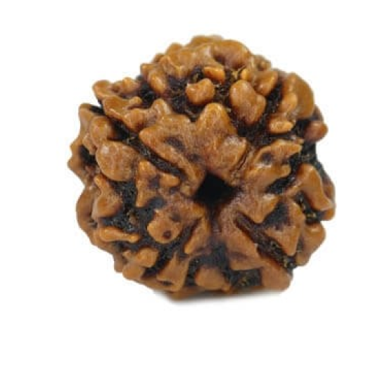 Natural Nepali 4 Mukhi Rudraksha