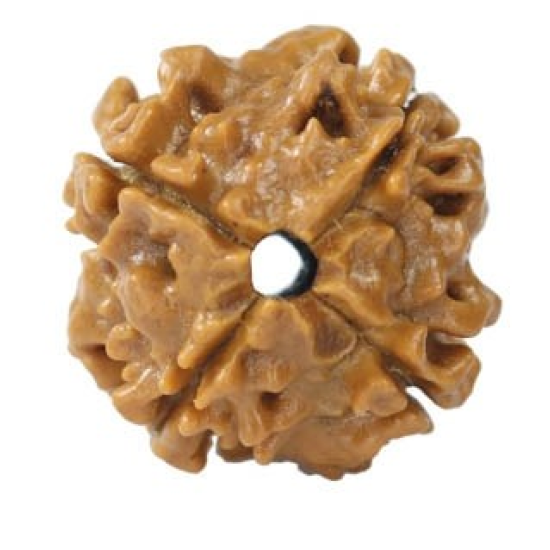 Natural Nepali 4 Mukhi Rudraksha