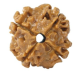 Natural Nepali 4 Mukhi Rudraksha