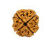 Natural Nepali 4 Mukhi Rudraksha