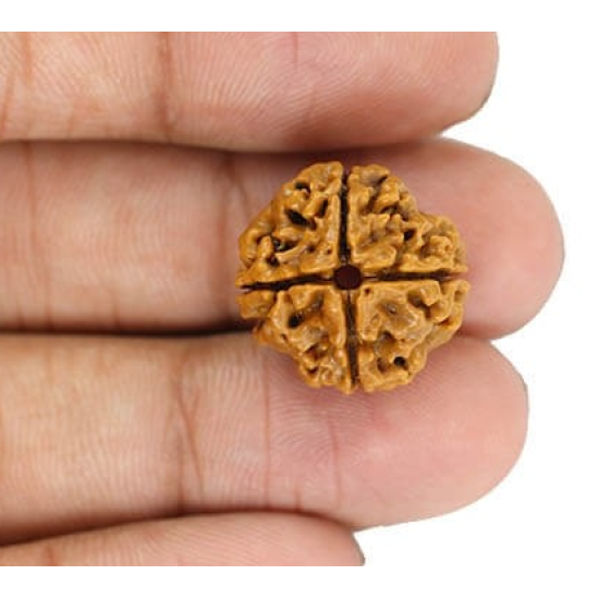 Natural Nepali 4 Mukhi Rudraksha