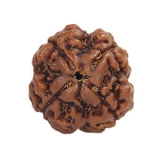 Natural Nepali 4 Mukhi Rudraksha