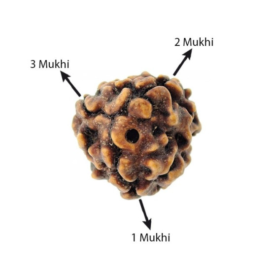 Natural Nepali 3 Mukhi Rudraksha