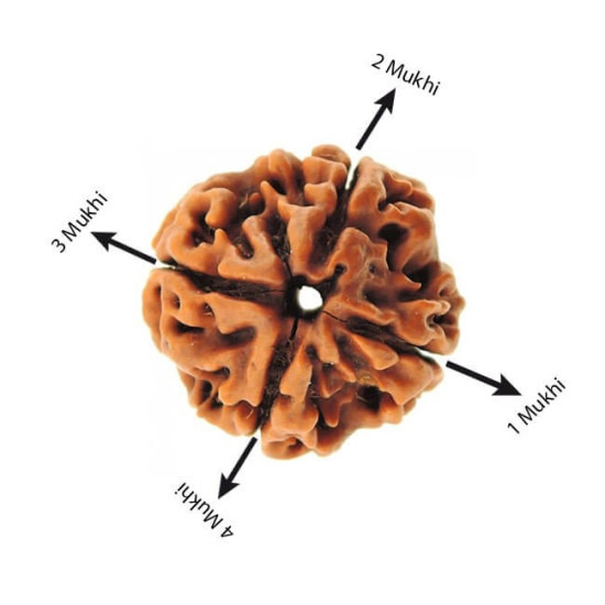 Natural Nepali 4 Mukhi Rudraksha