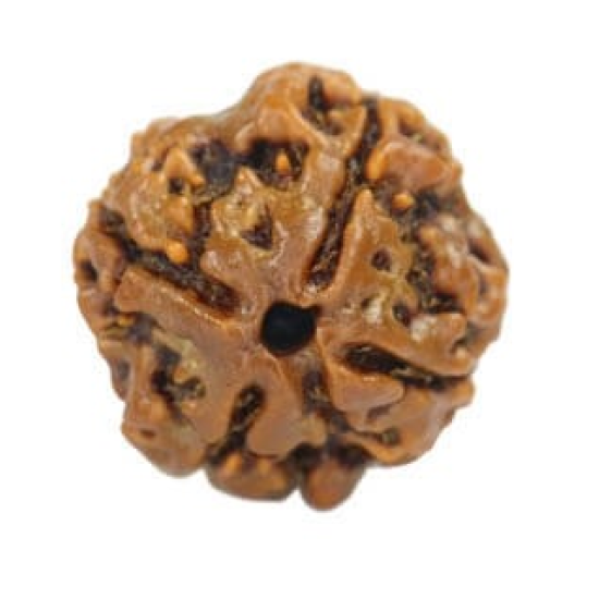 Natural Nepali 4 Mukhi Rudraksha