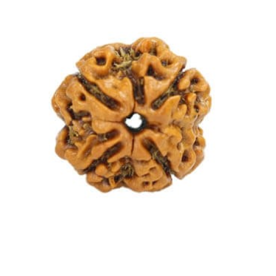 Natural Nepali 4 Mukhi Rudraksha