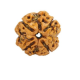 Natural Nepali 4 Mukhi Rudraksha