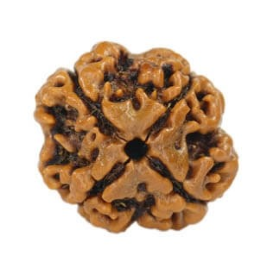 Natural Nepali 4 Mukhi Rudraksha