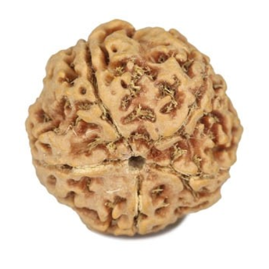 Natural 5 Mukhi Rudraksha