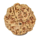 Natural 5 Mukhi Rudraksha