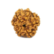 Natural 5 Mukhi Rudraksha