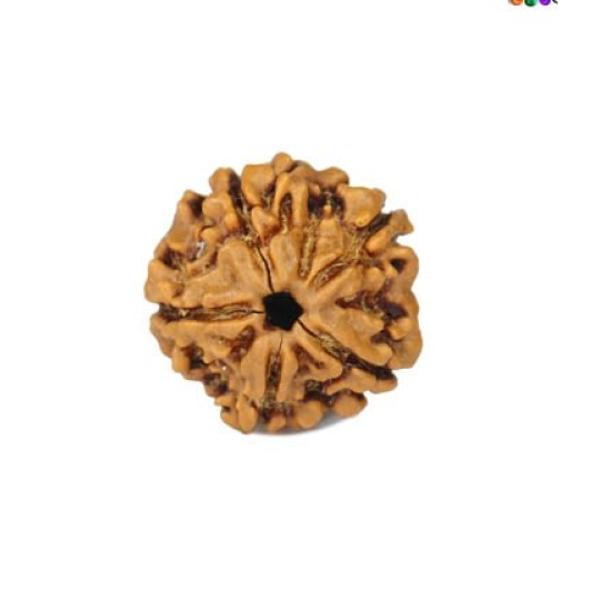 Natural 5 Mukhi Rudraksha