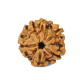 Natural 5 Mukhi Rudraksha