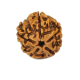 Natural 5 Mukhi Rudraksha 