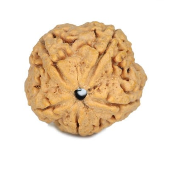 Natural 5 Mukhi Rudraksha