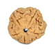 Natural 5 Mukhi Rudraksha