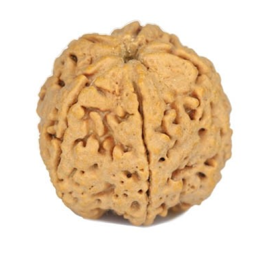 Natural 5 Mukhi Rudraksha