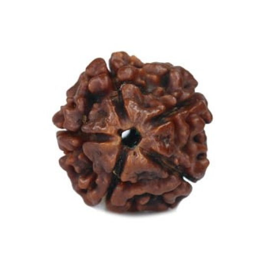 Natural 5 Mukhi Rudraksha