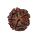 Natural 5 Mukhi Rudraksha