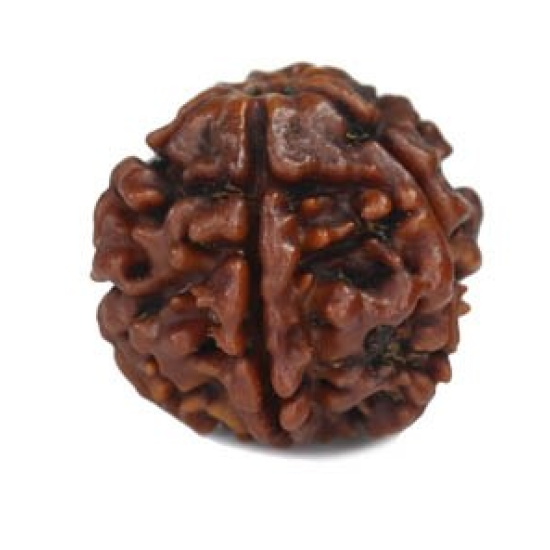 Natural 5 Mukhi Rudraksha