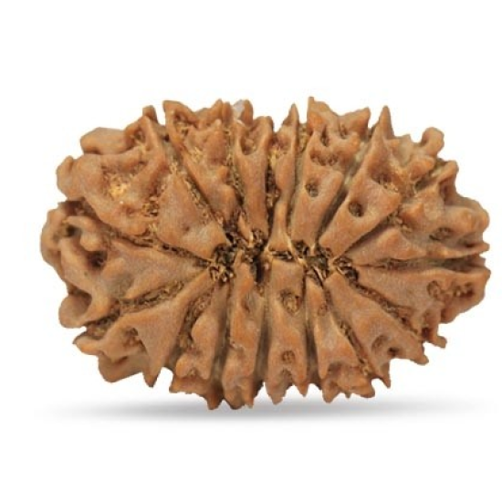 15 Mukhi Rudraksha 24 mm