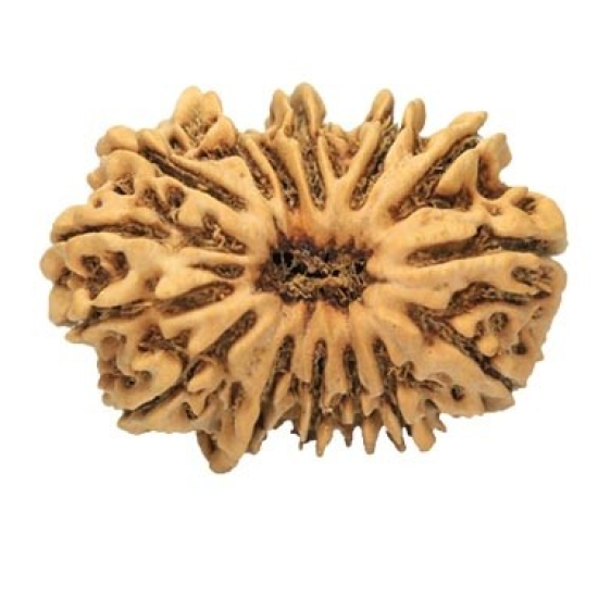 15 Mukhi Rudraksha 25 mm