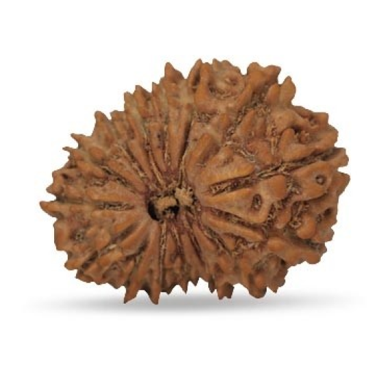 15 Mukhi Rudraksha 24 mm