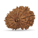 15 Mukhi Rudraksha 24 mm