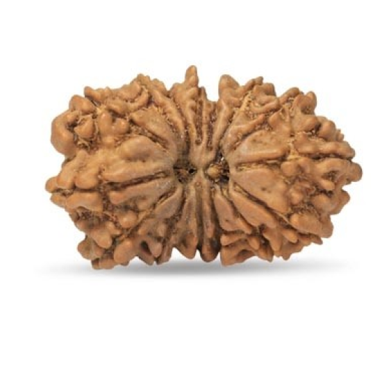 15 Mukhi Rudraksha 24 mm