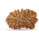 15 Mukhi Rudraksha 24 mm