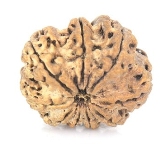 Natural Nepali 9 Mukhi Rudraksha