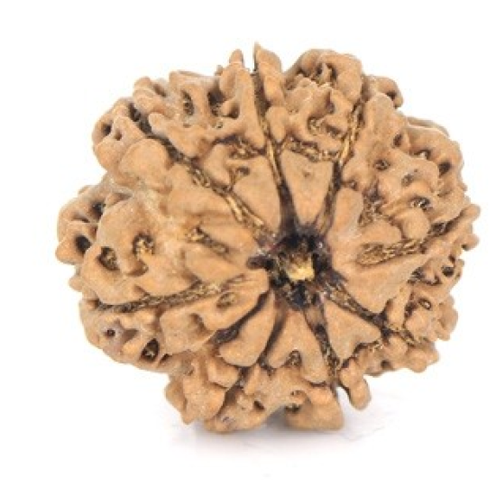 Natural Nepali 9 Mukhi Rudraksha