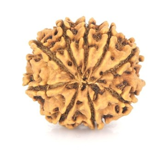 Natural Nepali 9 Mukhi Rudraksha