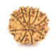 Natural Nepali 9 Mukhi Rudraksha