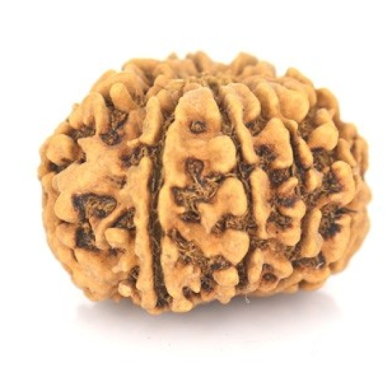 Natural Nepali 9 Mukhi Rudraksha