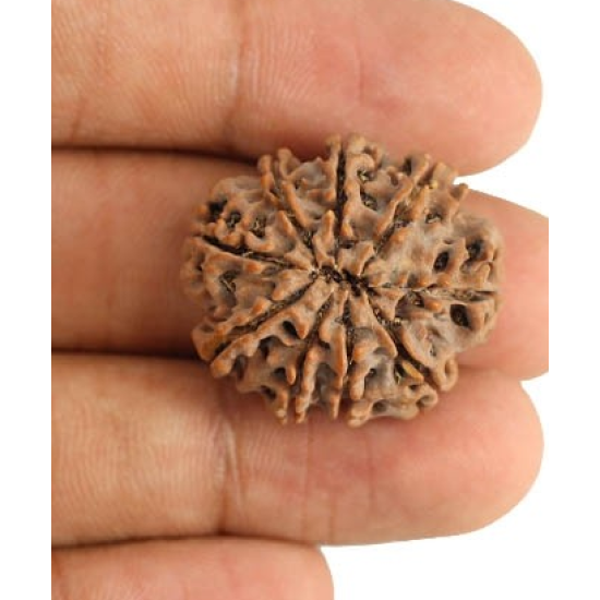 Natural Nepali 9 Mukhi Rudraksha