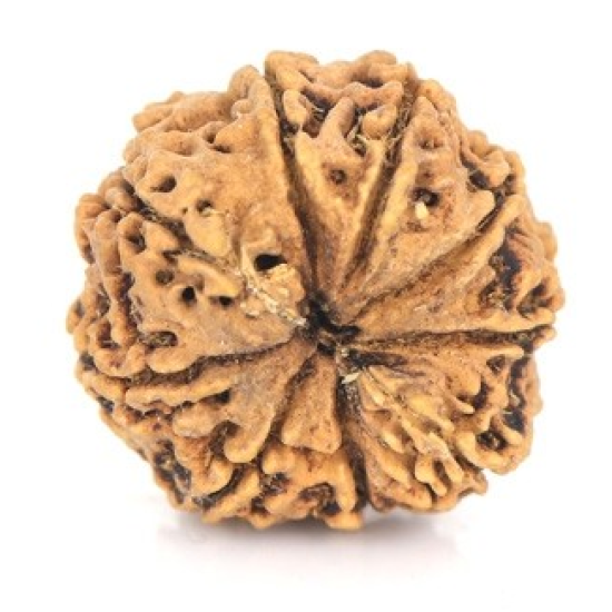 Natural Nepali 9 Mukhi Rudraksha 