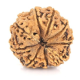 Natural Nepali 9 Mukhi Rudraksha 