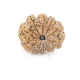 Natural Nepali 10 Mukhi Rudraksha