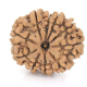 Natural Nepali 10 Mukhi Rudraksha