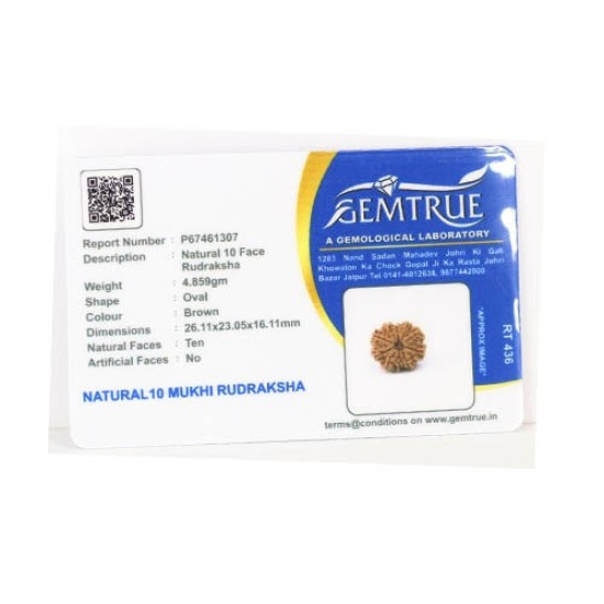 Natural Nepali 10 Mukhi Rudraksha 